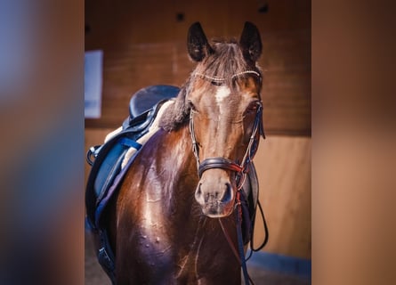 Cheval de sport allemand, Jument, 13 Ans, 168 cm, Bai brun