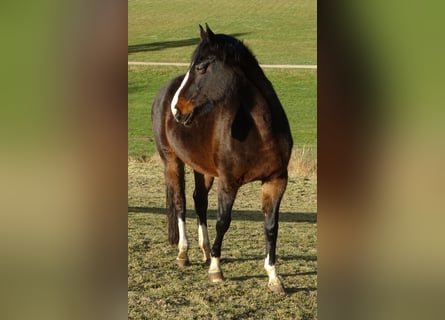 Cheval de sport allemand, Jument, 13 Ans, 169 cm, Bai brun foncé