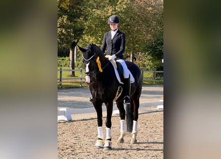 Cheval de sport allemand, Jument, 13 Ans, 170 cm, Bai brun foncé