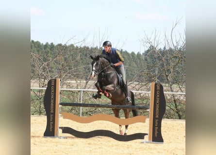 Cheval de sport allemand, Jument, 13 Ans, Noir