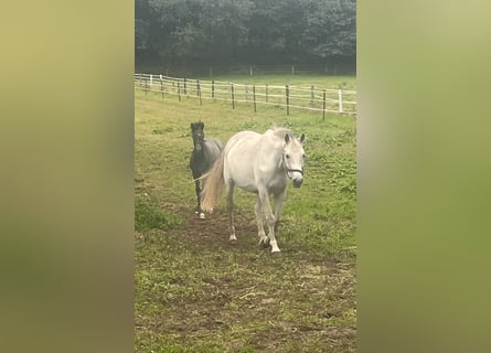 Cheval de sport allemand, Jument, 14 Ans, 168 cm, Gris