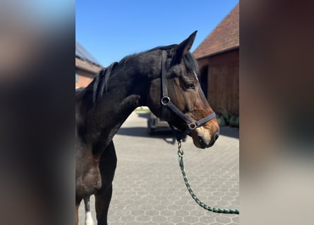 Cheval de sport allemand, Jument, 14 Ans, 172 cm, Bai brun