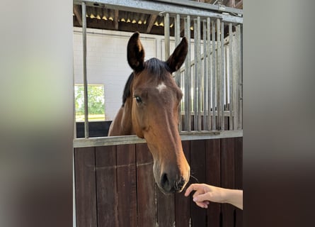 Cheval de sport allemand, Jument, 15 Ans, 168 cm, Bai