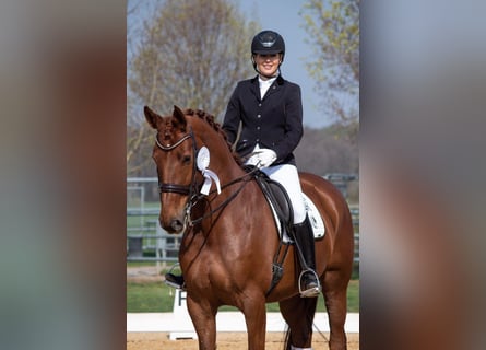 Cheval de sport allemand, Jument, 15 Ans, 170 cm, Alezan