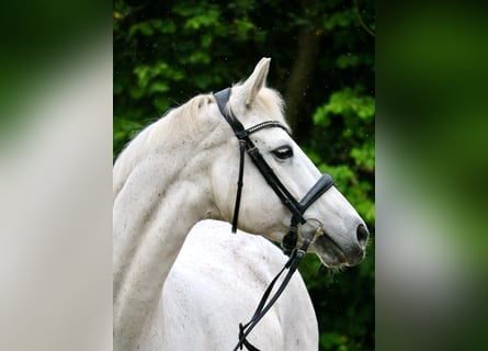 Cheval de sport allemand, Jument, 15 Ans, 170 cm, Gris moucheté