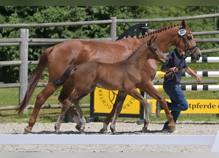 Cheval de sport allemand, Jument, 18 Ans, 165 cm, Alezan