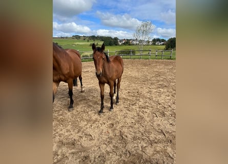 Cheval de sport allemand, Jument, 1 Année, 166 cm, Bai