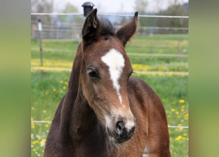 Cheval de sport allemand, Jument, 1 Année, 168 cm, Bai