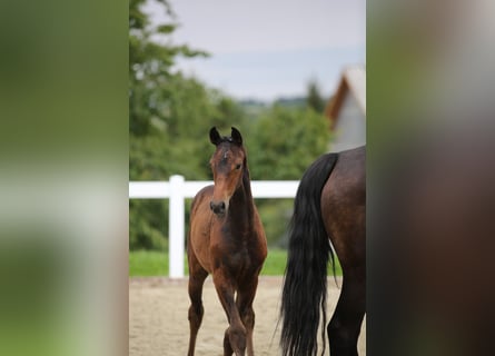 Cheval de sport allemand, Jument, 1 Année, 172 cm, Bai