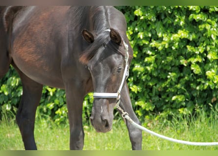 Cheval de sport allemand, Jument, 1 Année, 172 cm, Noir