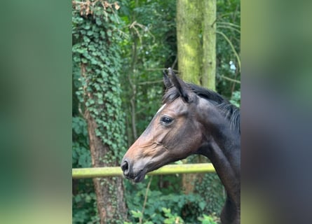 Cheval de sport allemand, Jument, 1 Année, Bai brun