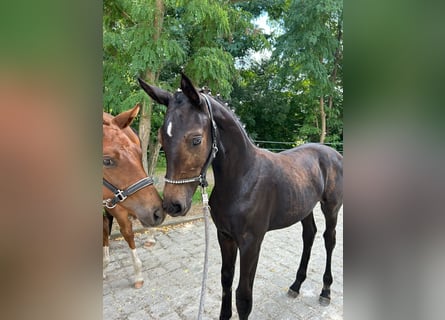 Cheval de sport allemand, Jument, 1 Année, Bai brun foncé