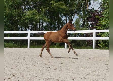 Cheval de sport allemand, Jument, 1 Année, Bai
