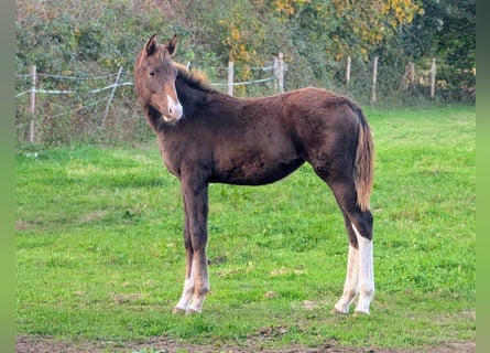 Cheval de sport allemand, Jument, 1 Année