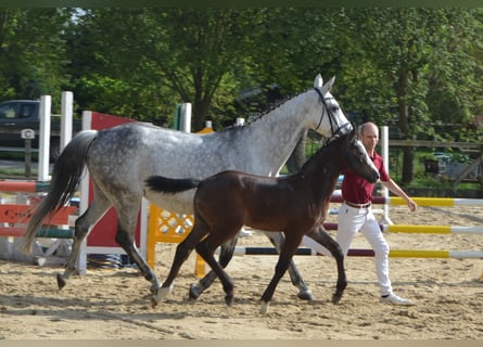 Cheval de sport allemand, Jument, 1 Année, Peut devenir gris