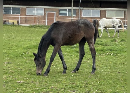 Cheval de sport allemand, Jument, 1 Année, Peut devenir gris