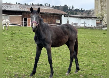 Cheval de sport allemand, Jument, 1 Année, Peut devenir gris