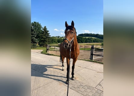 Cheval de sport allemand, Jument, 21 Ans, 168 cm, Bai