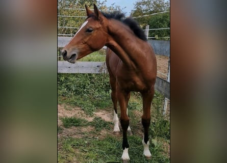 Cheval de sport allemand, Jument, 2 Ans, 154 cm, Bai