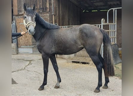 Cheval de sport allemand, Jument, 2 Ans, 158 cm, Bai