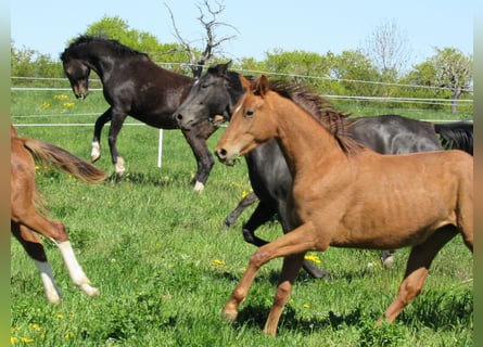 Cheval de sport allemand, Jument, 2 Ans, 168 cm, Alezan
