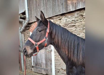 Cheval de sport allemand, Jument, 2 Ans, 170 cm, Bai brun foncé