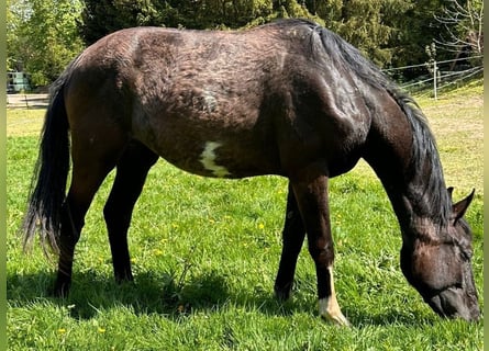 Cheval de sport allemand, Jument, 3 Ans, 155 cm, Noir