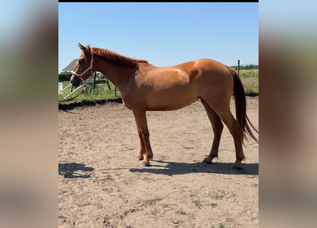 Cheval de sport allemand, Jument, 3 Ans, 160 cm, Alezan