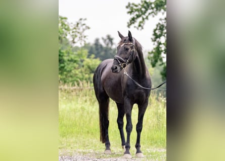 Cheval de sport allemand, Jument, 3 Ans, 162 cm, Bai brun foncé