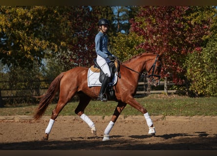 Cheval de sport allemand, Jument, 3 Ans, 163 cm, Alezan
