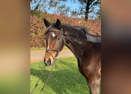 Cheval de sport allemand, Jument, 3 Ans, 164 cm, Bai