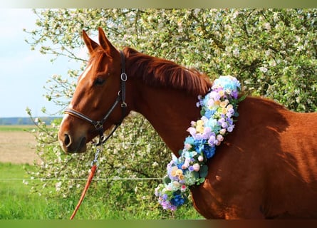 Cheval de sport allemand, Jument, 3 Ans, 165 cm, Alezan