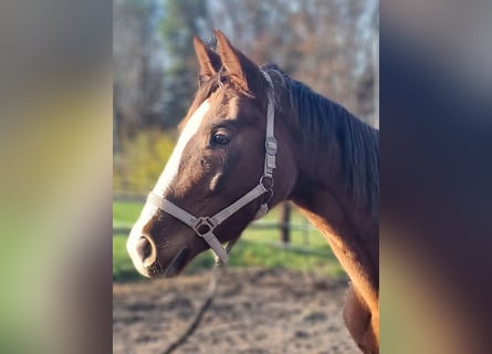 Cheval de sport allemand, Jument, 3 Ans, 165 cm, Alezan