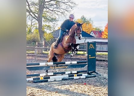 Cheval de sport allemand, Jument, 3 Ans, 165 cm, Bai