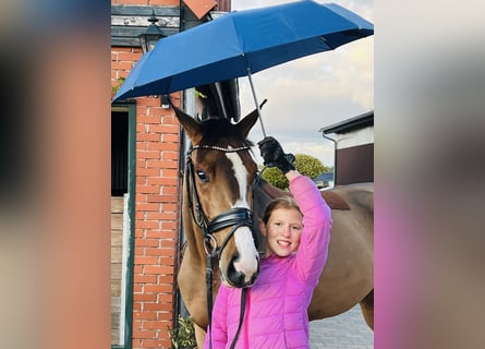 Cheval de sport allemand, Jument, 3 Ans, 165 cm, Bai