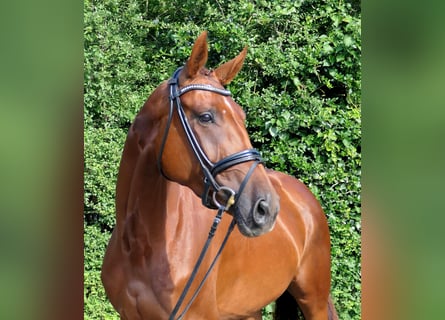 Cheval de sport allemand, Jument, 3 Ans, 168 cm, Alezan brûlé