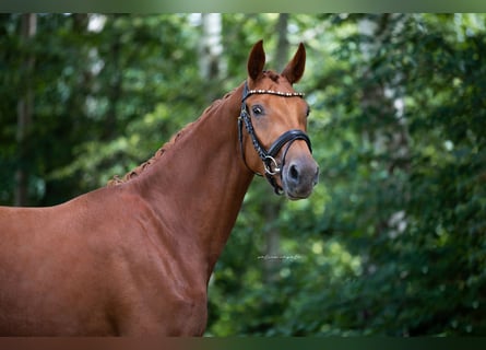 Cheval de sport allemand, Jument, 3 Ans, 168 cm, Alezan