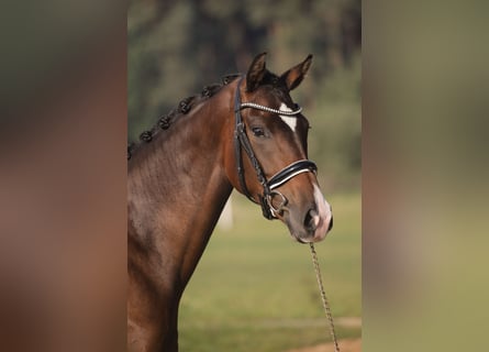 Cheval de sport allemand, Jument, 3 Ans, 168 cm, Bai