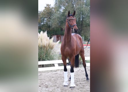Cheval de sport allemand, Jument, 3 Ans, 168 cm, Bai