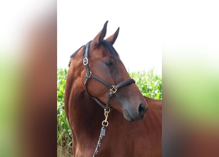 Cheval de sport allemand, Jument, 3 Ans, 168 cm, Bai