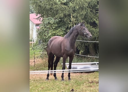 Cheval de sport allemand, Jument, 3 Ans, 168 cm, Noir