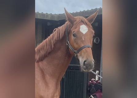 Cheval de sport allemand, Jument, 3 Ans, 169 cm, Alezan