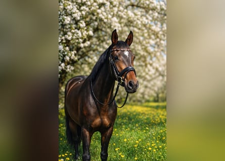 Cheval de sport allemand, Jument, 3 Ans, 169 cm, Bai brun