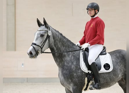 Cheval de sport allemand, Jument, 3 Ans, 169 cm, Gris