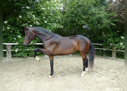 Cheval de sport allemand, Jument, 3 Ans, 170 cm, Bai brun