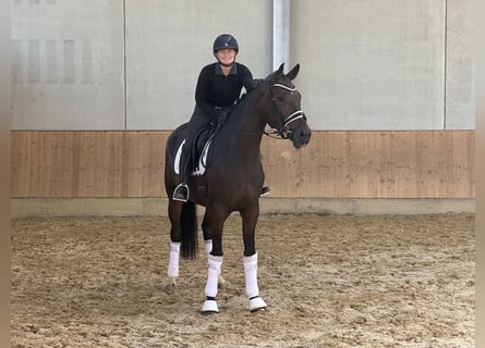 Cheval de sport allemand, Jument, 3 Ans, 172 cm, Bai brun