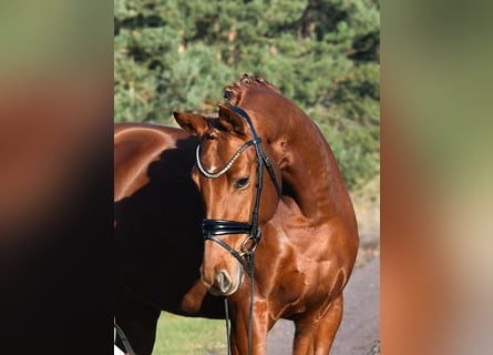 Cheval de sport allemand, Jument, 4 Ans, 160 cm, Alezan