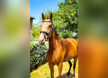 Cheval de sport allemand, Jument, 4 Ans, 160 cm, Bai