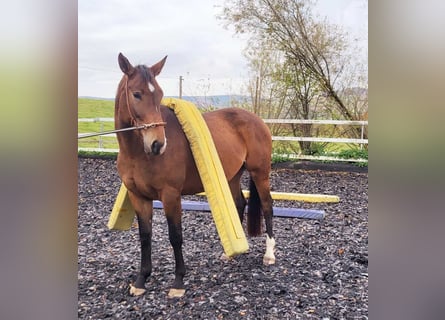 Cheval de sport allemand, Jument, 4 Ans, 162 cm, Bai