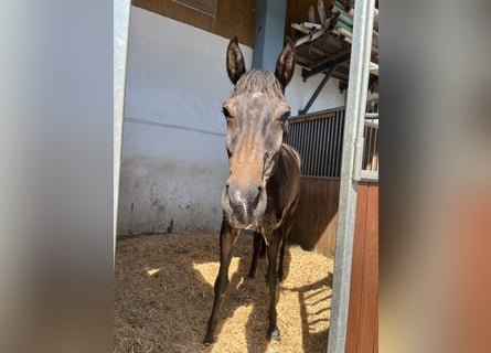 Cheval de sport allemand, Jument, 4 Ans, 163 cm